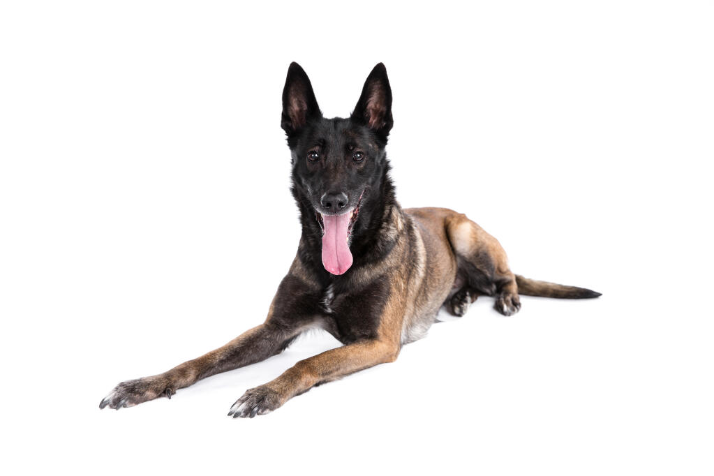 Malinois Chiens Informations Sur Les Races Omlet