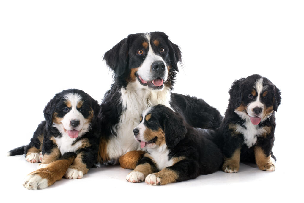 Bouvier Bernois Chiens Informations Sur Les Races Omlet