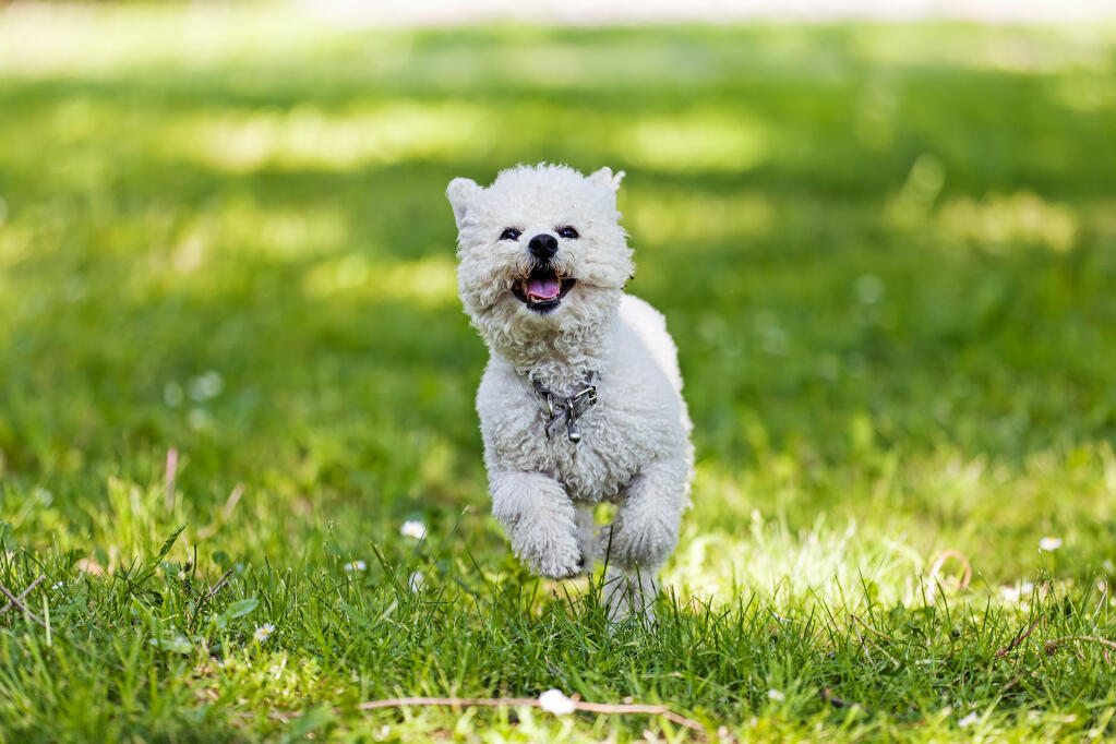 Bichon à Poil Frisé Chiens Informations Sur Les Races