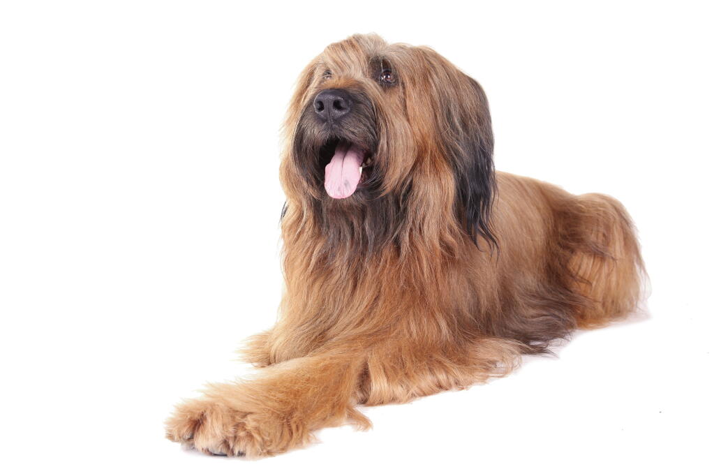 Briard Chiens