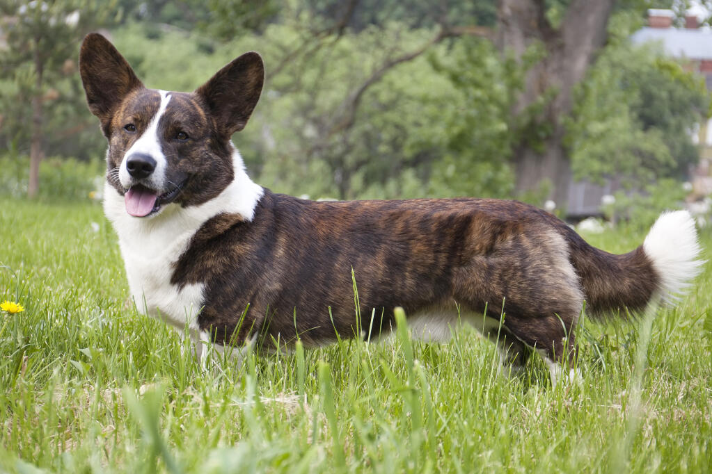 welsh corgi cardigan | chiens | informations sur les races | omlet