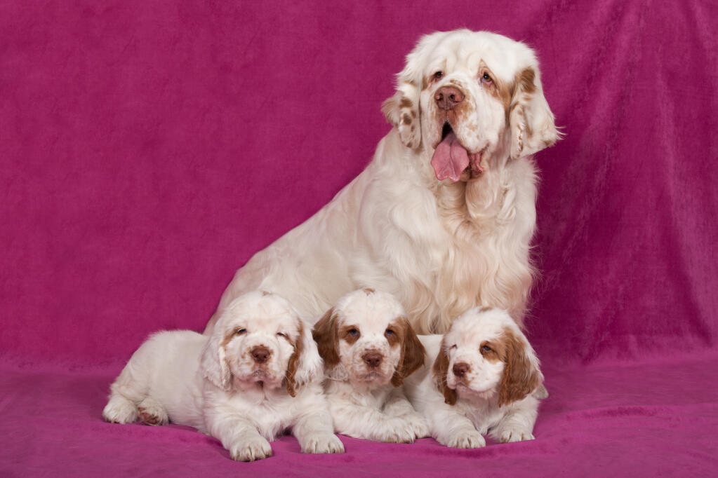 chien clumber spaniel