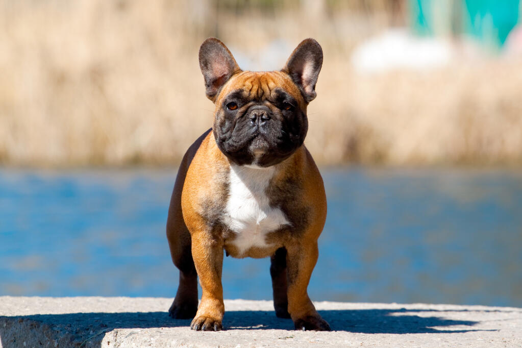 Bouledogue Francais Chiens Informations Sur Les Races Omlet