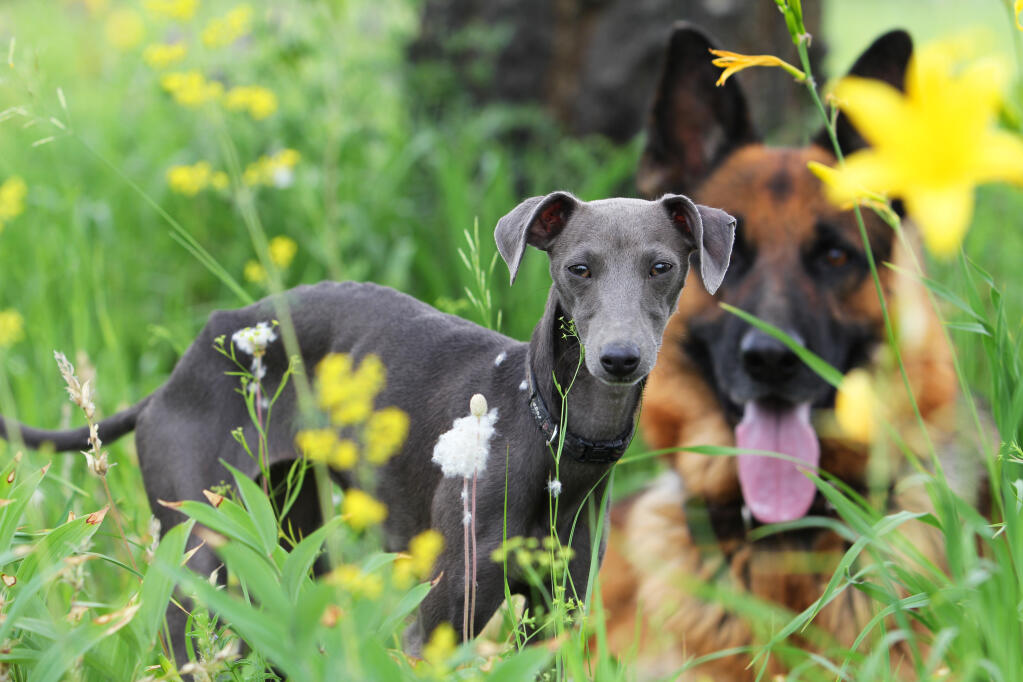 Petit Levrier Italien Chiens Informations Sur Les Races Omlet