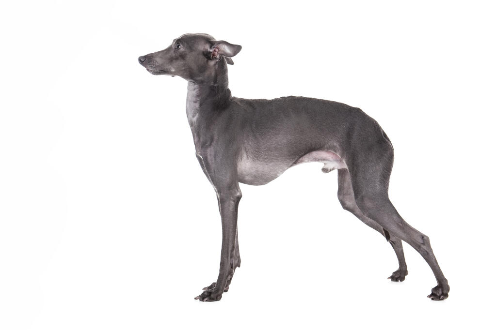 Petit Levrier Italien Chiens Informations Sur Les Races Omlet
