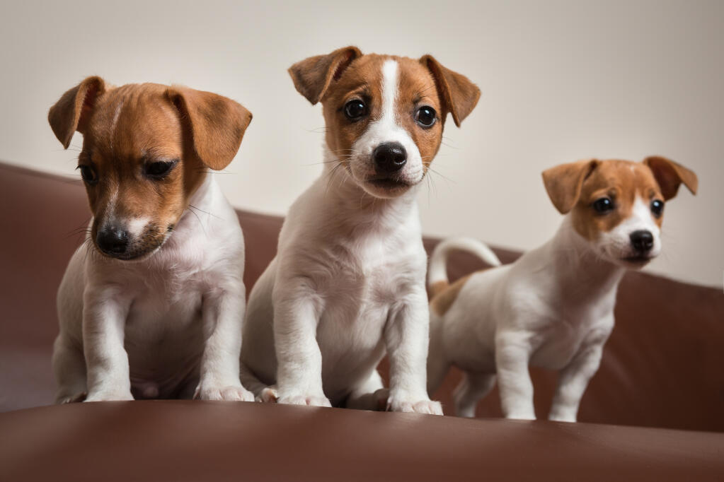 Jack russell discount pret
