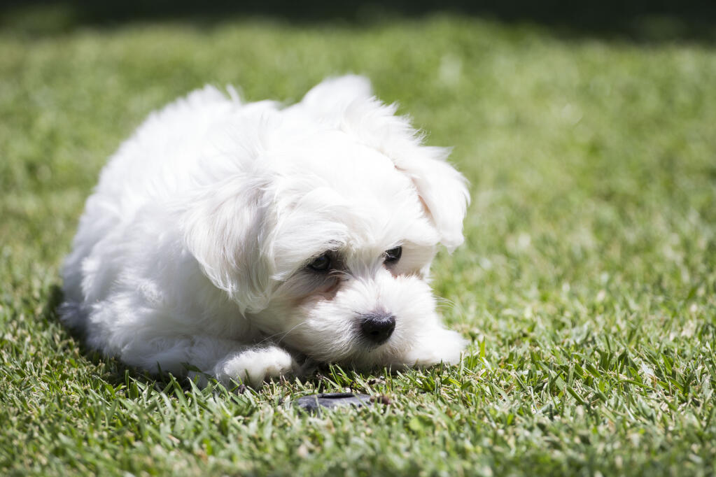 Bichon Maltais Chiens Informations Sur Les Races Omlet