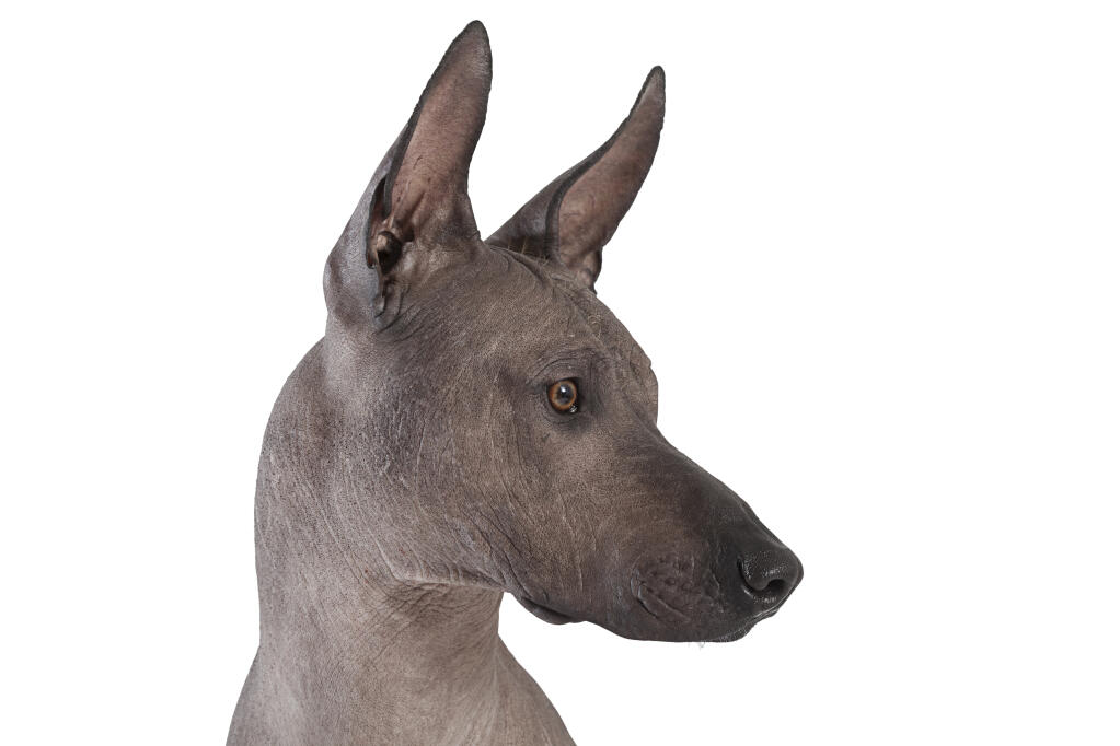 Xoloitzcuintle  Chiens  Informations sur les races  omlet