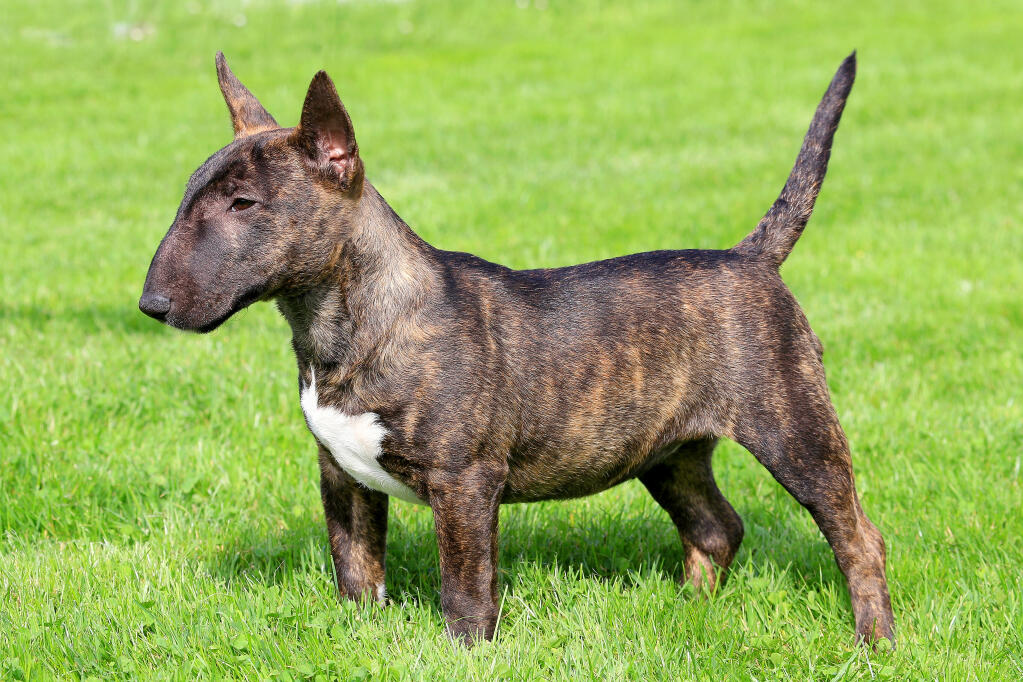 Bull Terrier miniature Chiens Informations sur les races Omlet