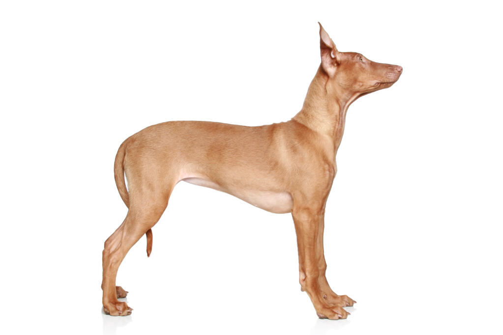 Chien du pharaon Chiens Informations sur les races Omlet