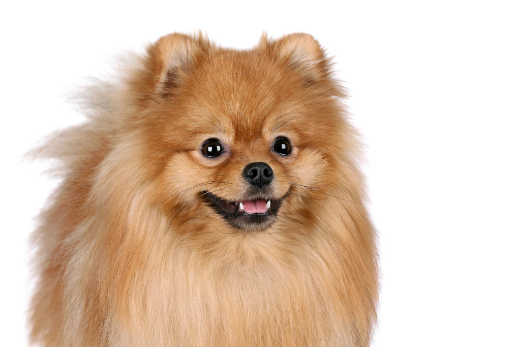 Spitz Nain Chiens Informations Sur Les Races Omlet