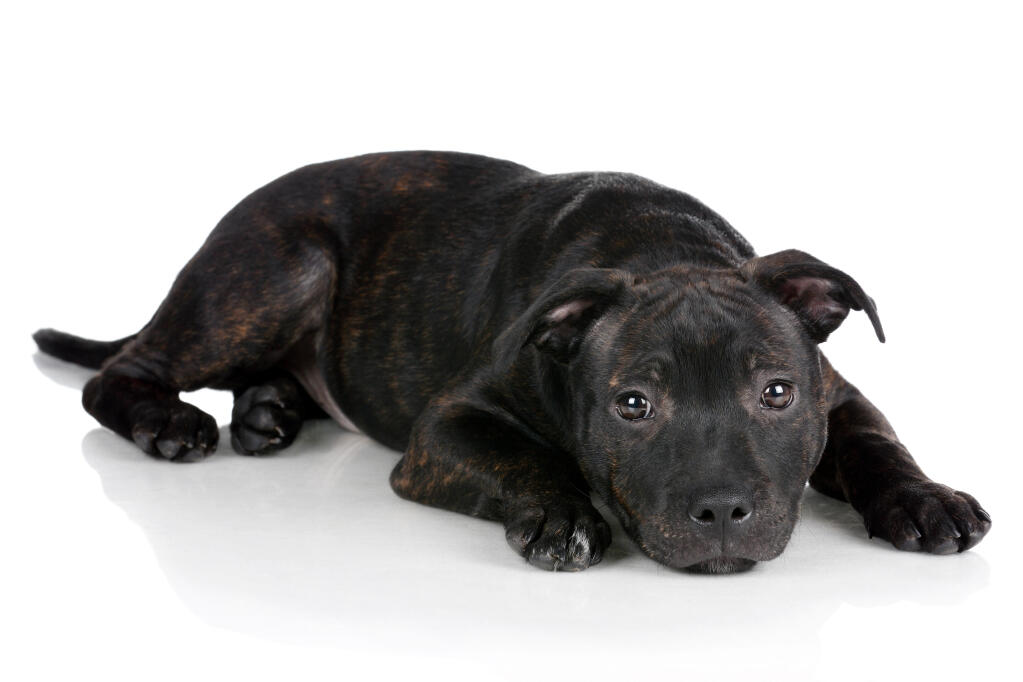 Staffi Dog Black Staffi Dog Black