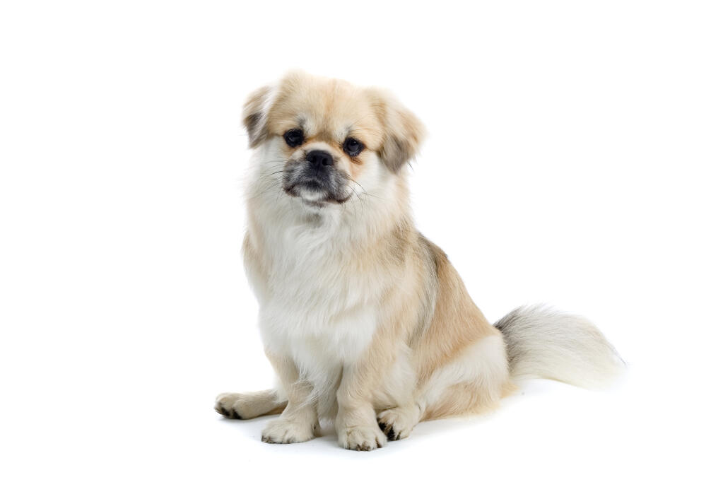 Epagneul Tibétain Chiens Informations Sur Les Races Omlet