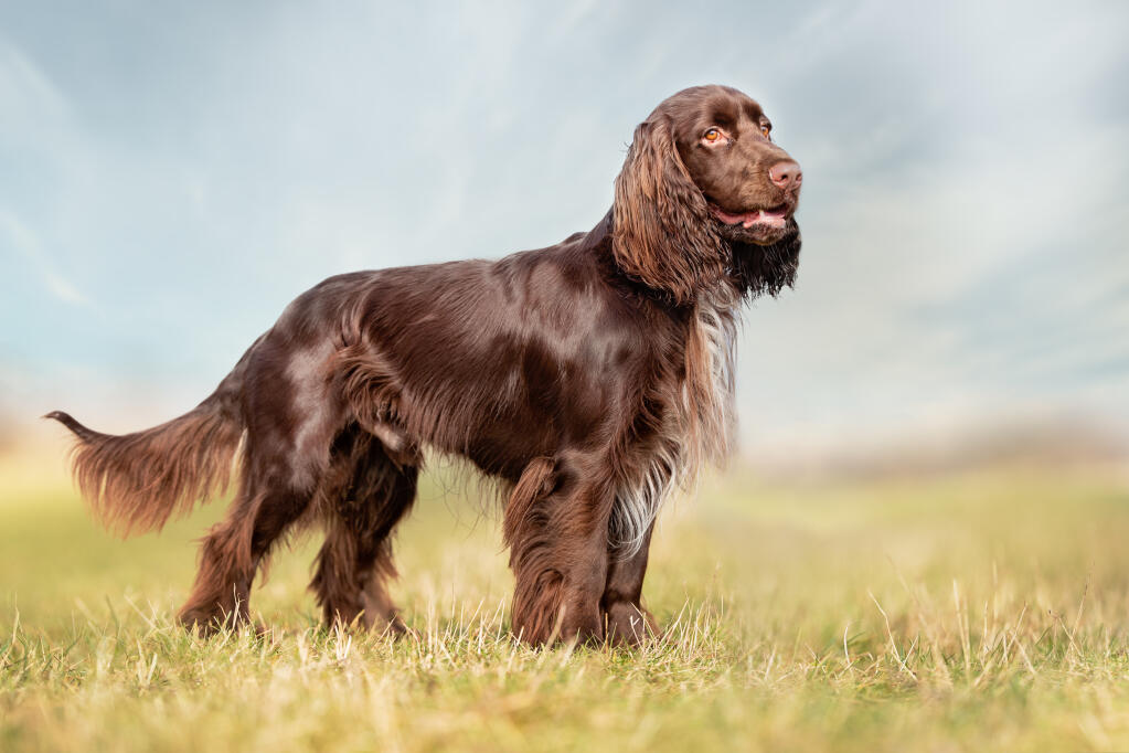 Chien Field Spaniel Races de chiens