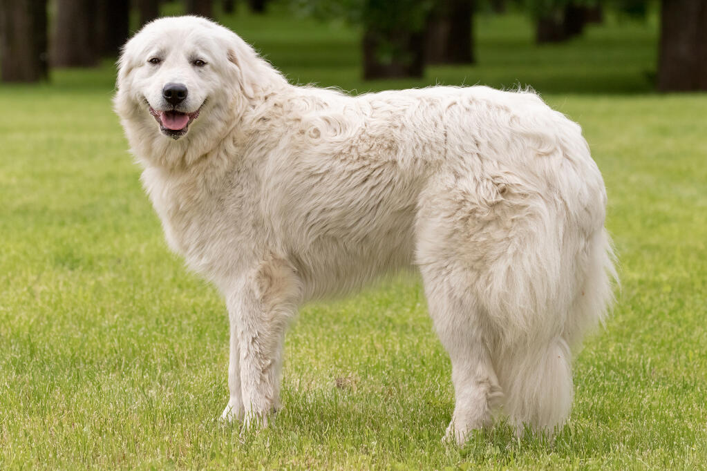 Chien Berger De Maremme Et Abruzzes Races De Chiens chien-berger-de-maremme-et-abruzzes-races-de-chiens