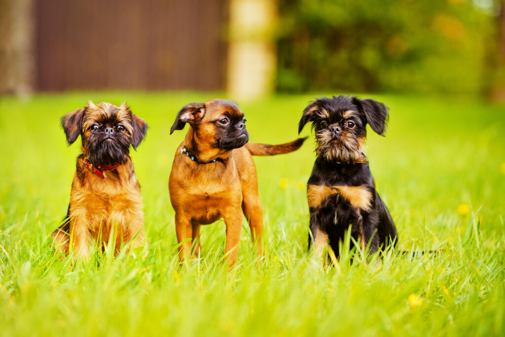 Chien Griffon Bruxellois Races De Chiens