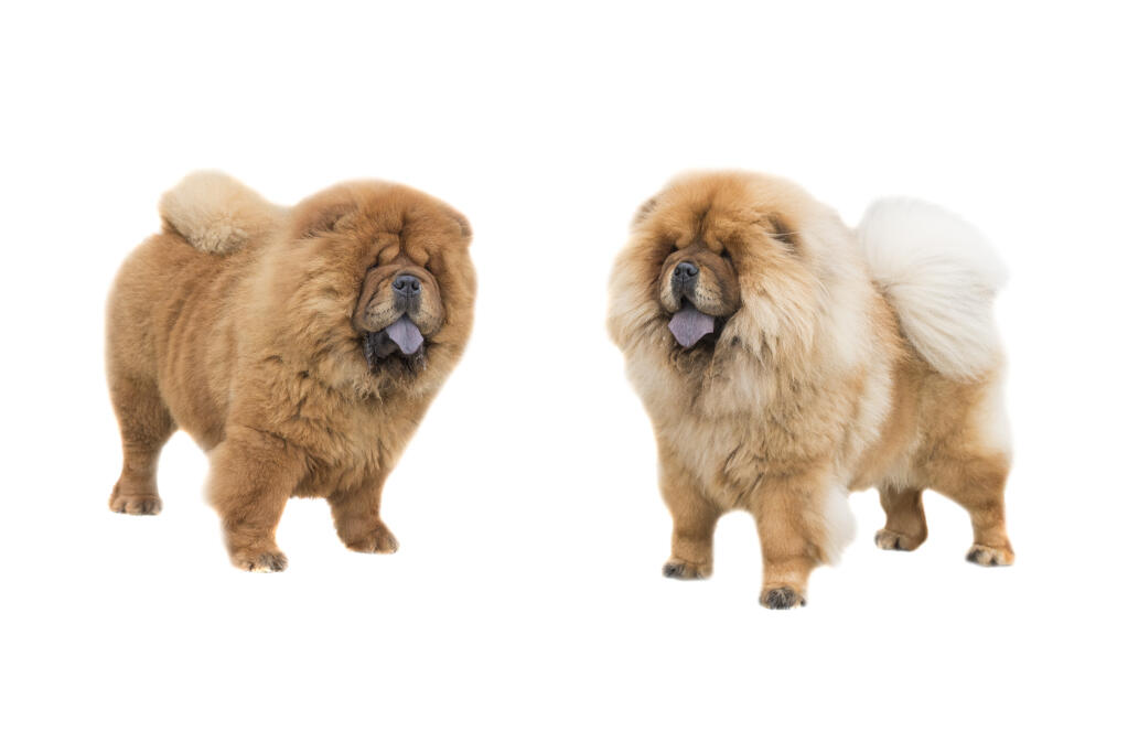 Chow Chow Chiens Informations Sur Les Races Omlet