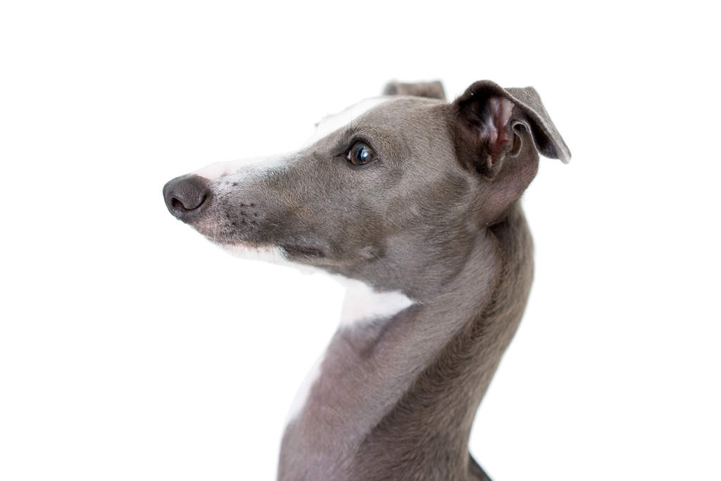 Petit Levrier Italien Chiens Informations Sur Les Races Omlet