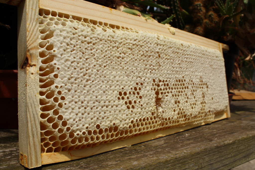 Lire et comprendre les cadres Prendre soin de vos abeilles Abeilles Guides Omlet FRANCE