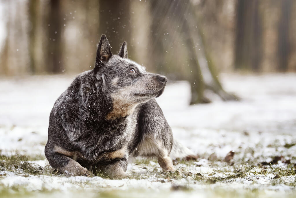 Berger Australien Chiens Informations Sur Les Races Omlet