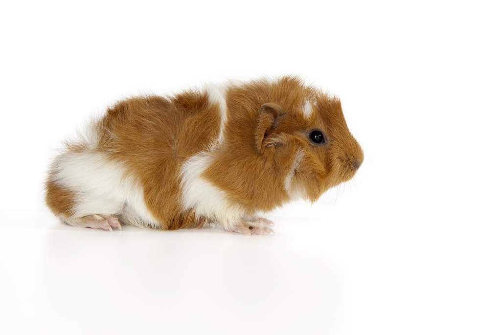 Abyssinien For Sale Cochons D Inde Informations Sur Les Races Omlet