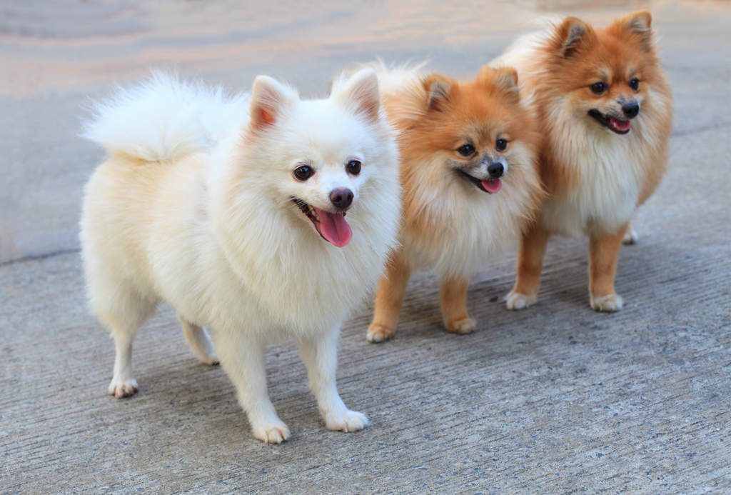 Chien deals race pomeranian