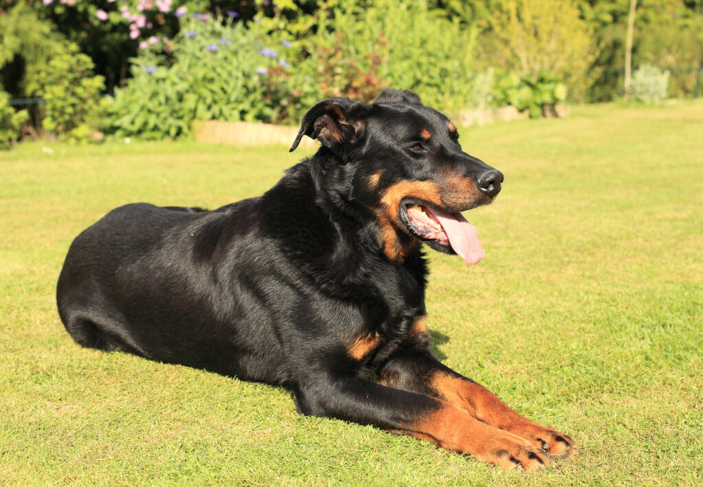 Beauceron | Chiens | Informations sur les races | Omlet Beauceron | Chiens | Informations sur les races | Omlet