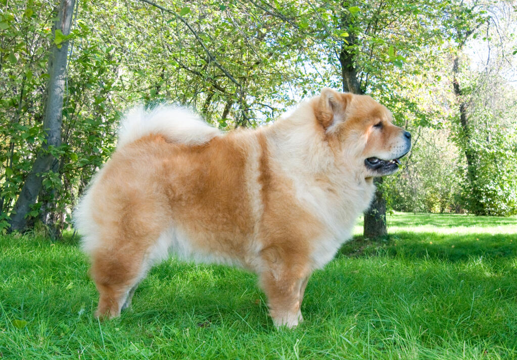 Chow Chow Chiens Informations Sur Les Races Omlet