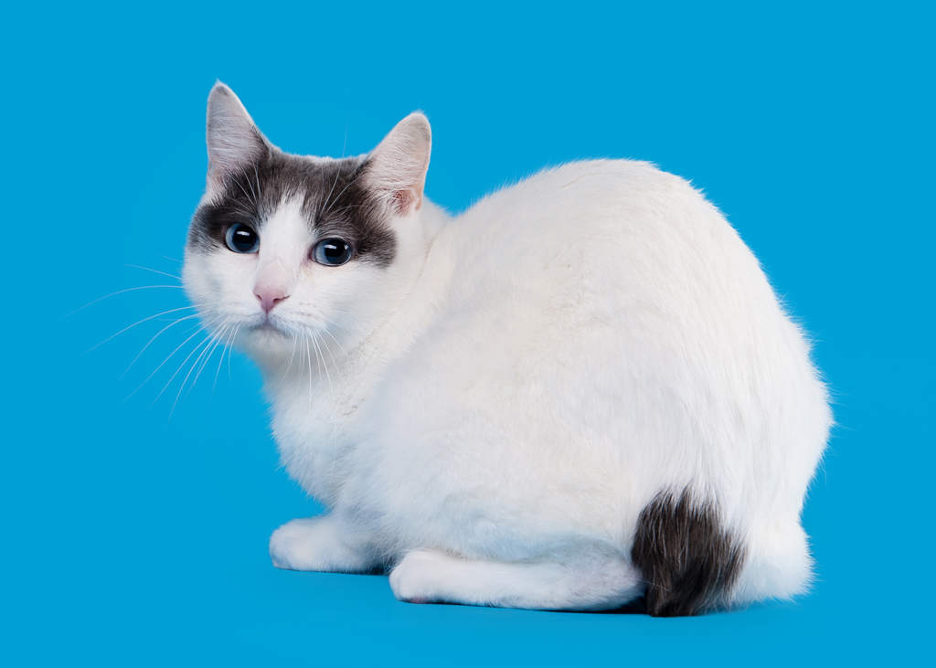 Bobtail Japonais Chats Informations Sur Les Races Omlet Bobtail Japonais Chats Informations Sur Les Races Omlet