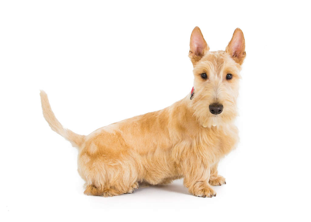 Terrier écossais Chiens Informations Sur Les Races Omlet