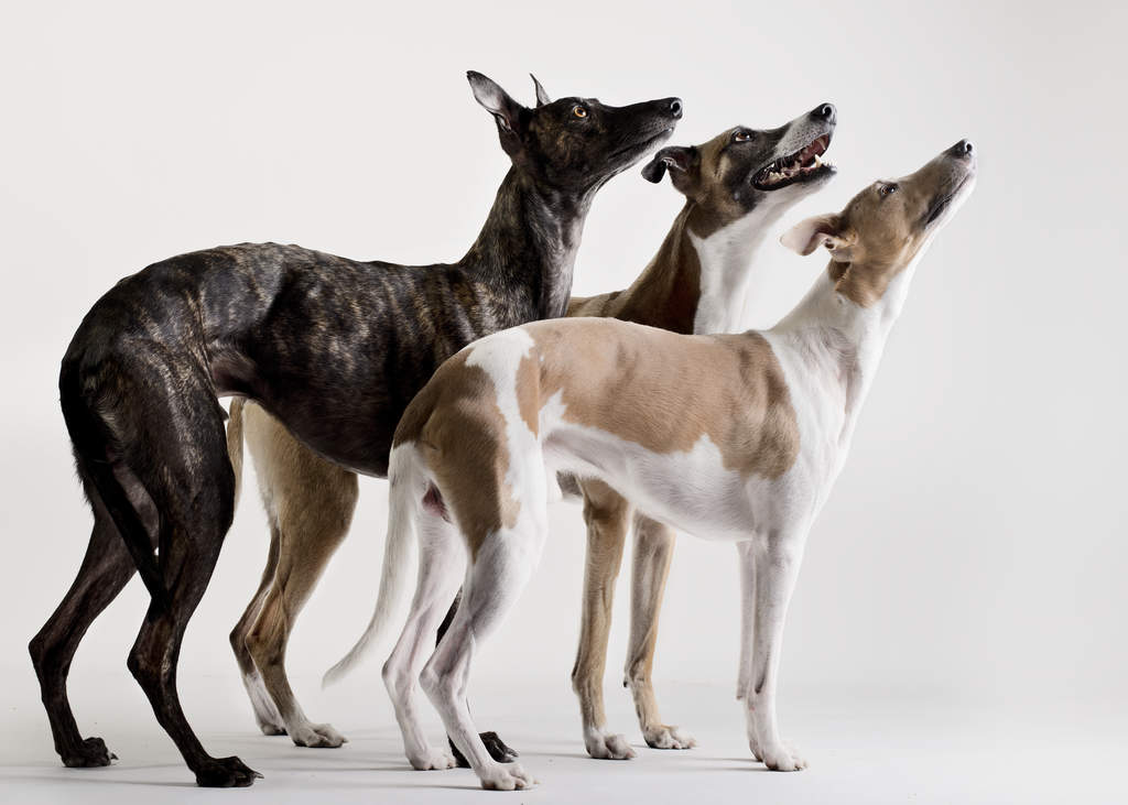 Lévrier Whippet | Chiens | Informations sur les races