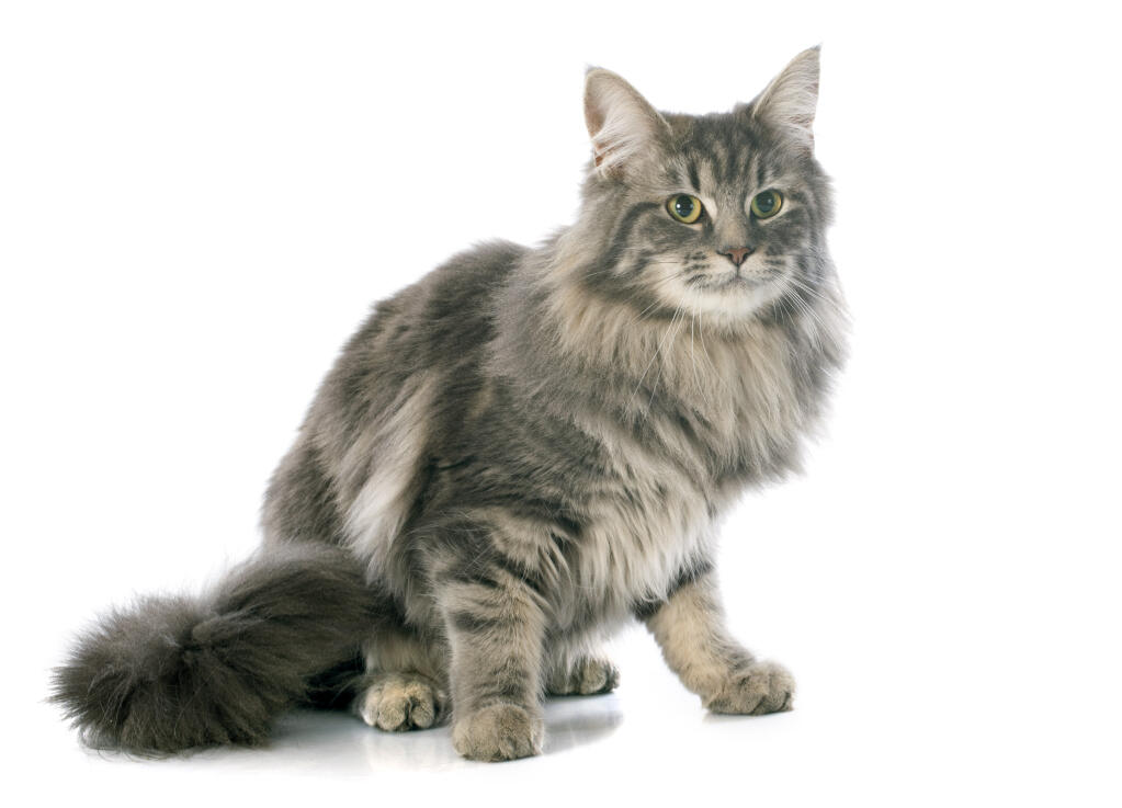 Angora Turc Chats Informations Sur Les Races Omlet