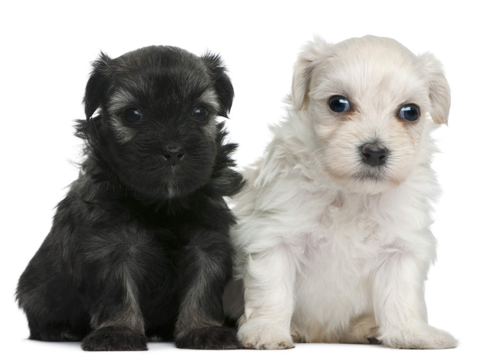 Petit Chien Lion Chiens Informations Sur Les Races Omlet