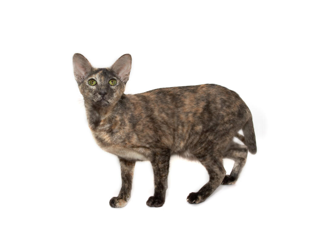 Oriental Ecaille De Tortue Tortie Chats Informations Sur Les Races