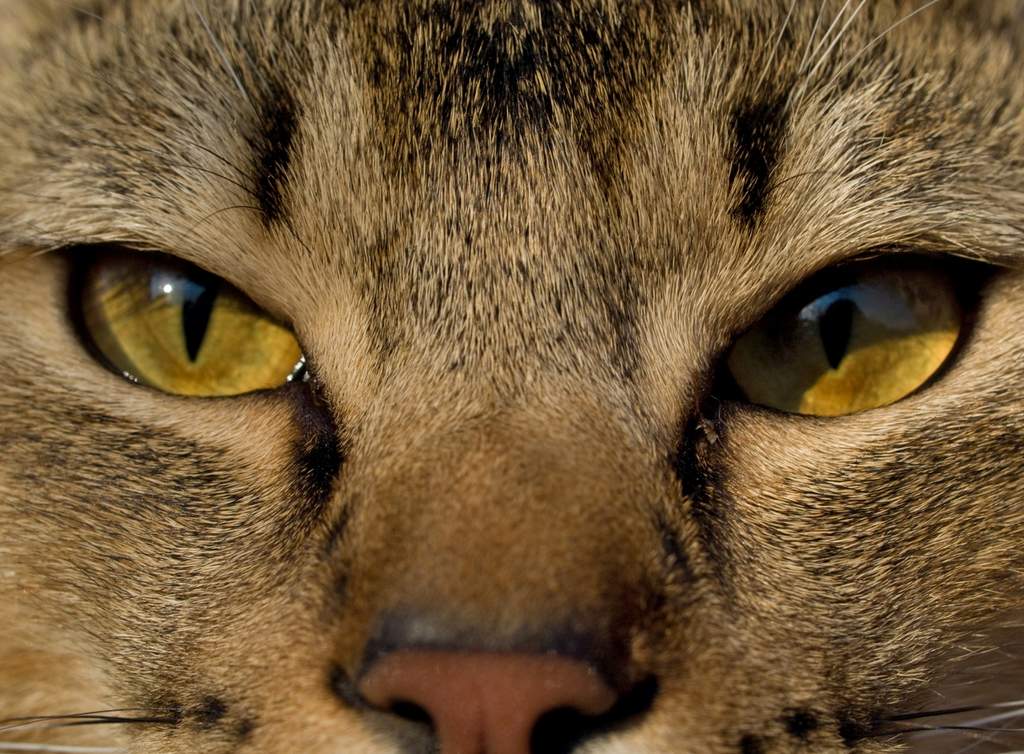 bob chat rencontre