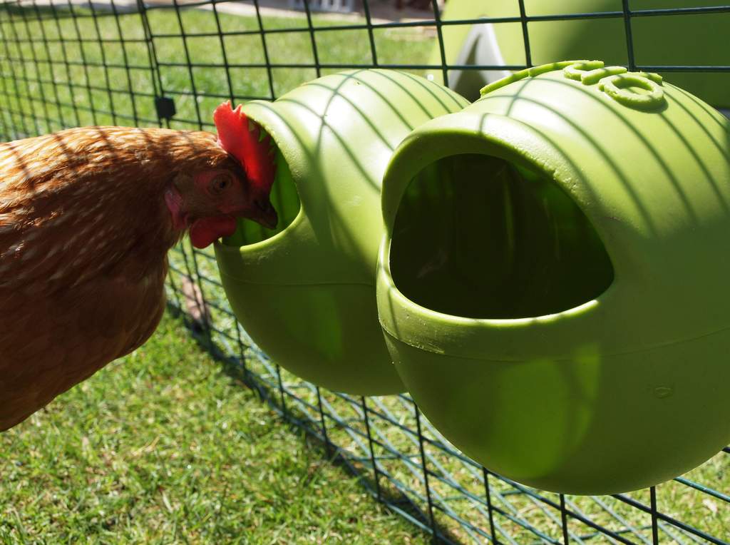 Mrsmatheaus Poulaillers: Mangeoire Poule En Hauteur