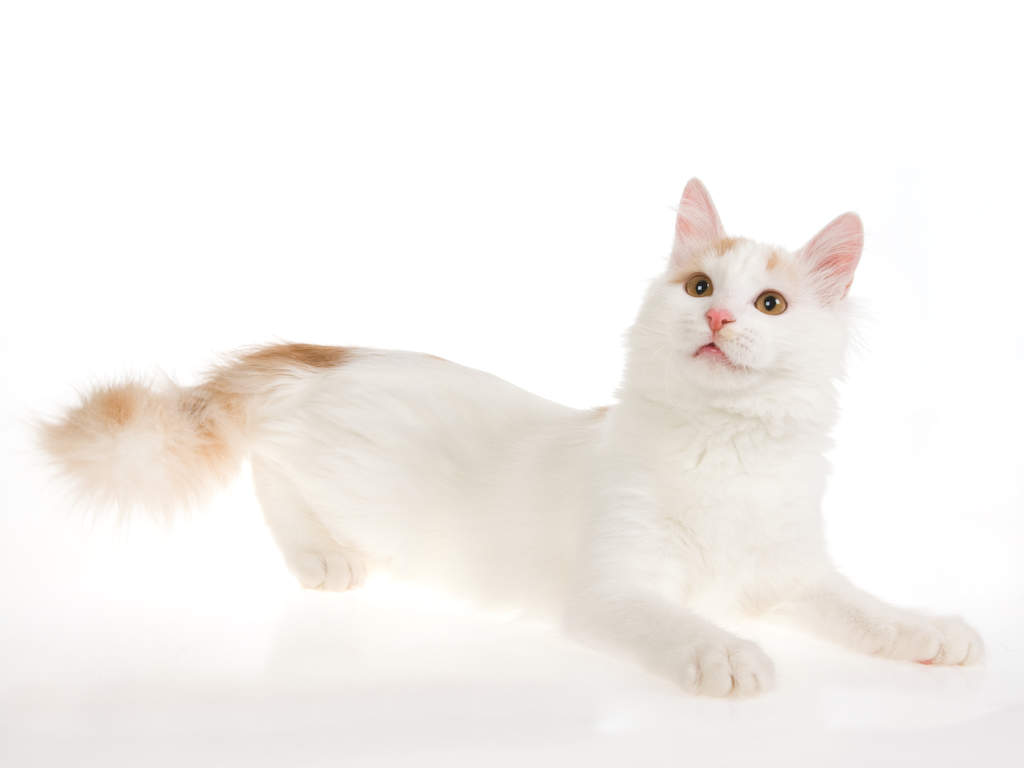 Chat Turc de Van Races de chat