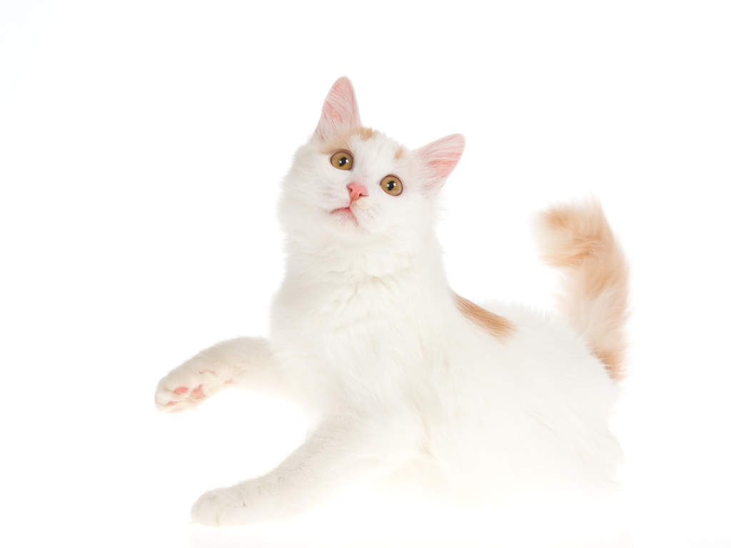 Turc De Van Chats Informations Sur Les Races Omlet