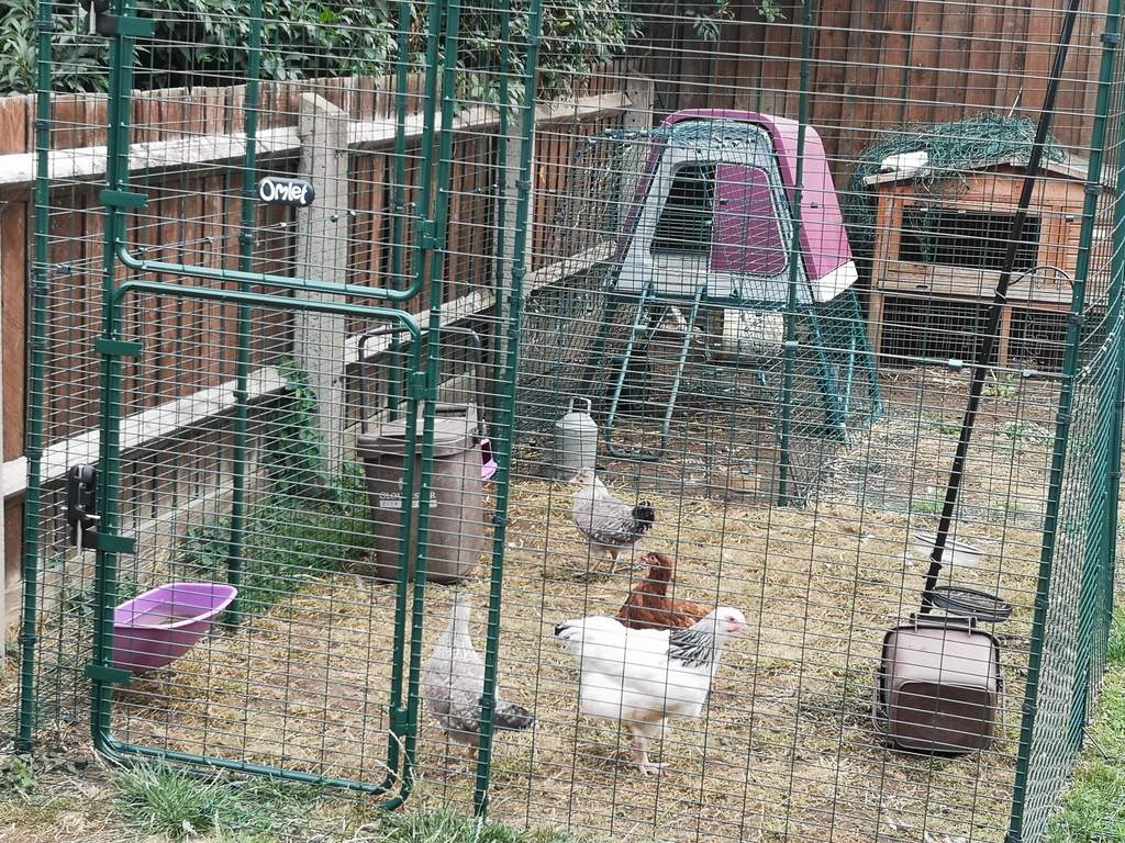 Kit De Connexion Pour Grand Enclos Eglu Go Up Avec Enclos