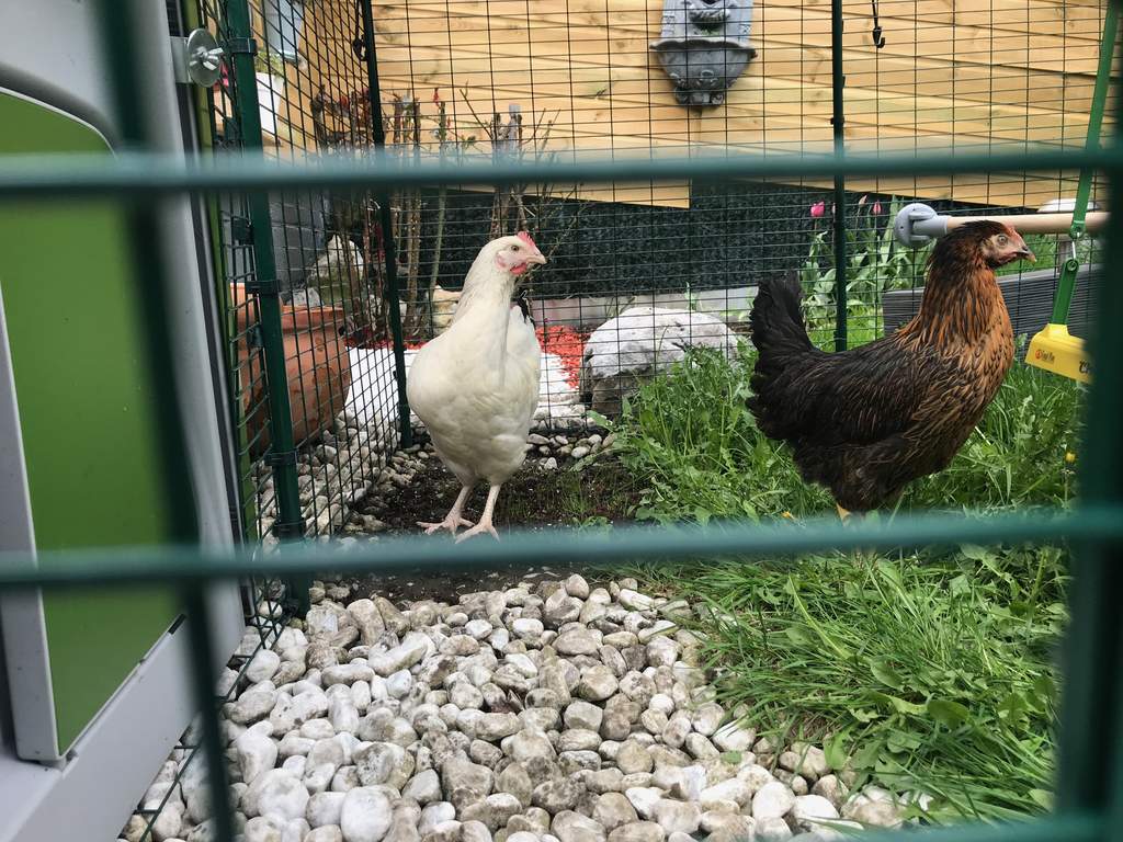 Kit De Connexion Pour Grand Enclos Eglu Go Sans Enclos