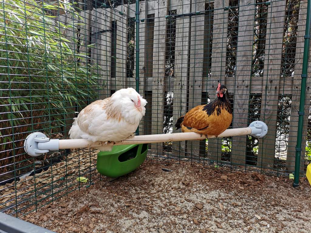 Perchoir à poules Omlet 1m Accessoires pour Eglu Poulaillers, Grand Enclos, Filet à poules