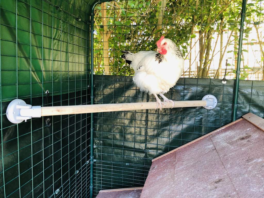 Perchoir à poules Omlet 1m Accessoires pour Eglu Poulaillers, Grand Enclos, Filet à poules
