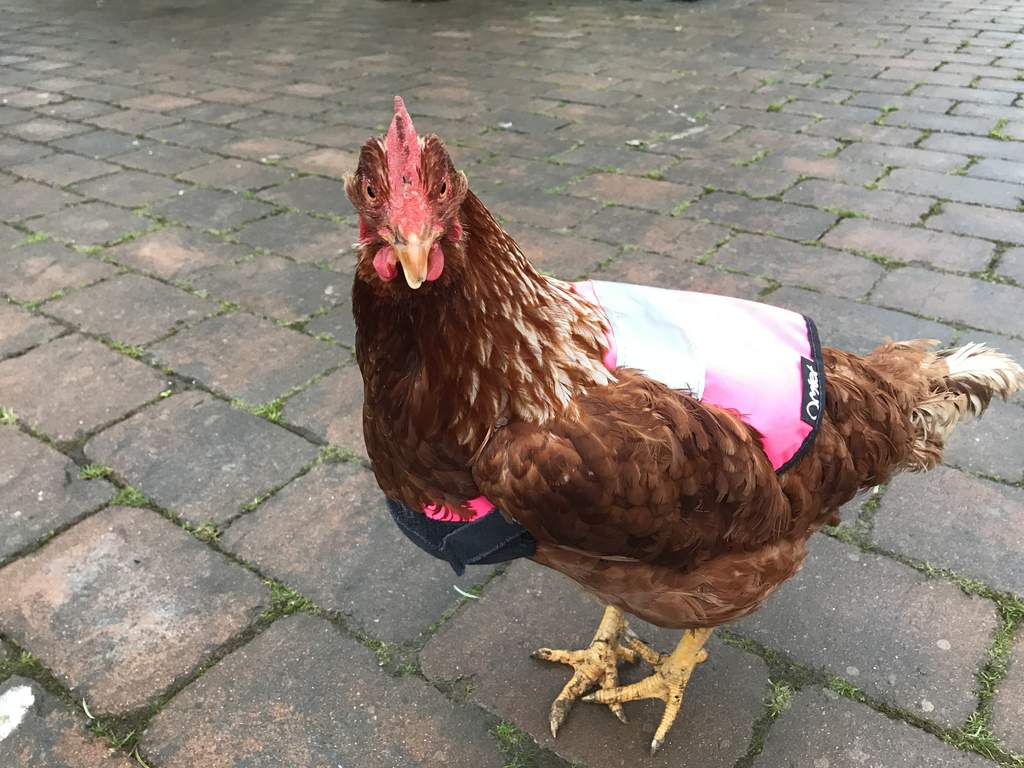 Gilet De Signalisation Pour Poules Rose Produits Dhiver Pour