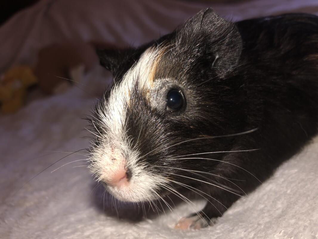 Que faire si leurs dents sont trop longues ? La santé de vos cochons d