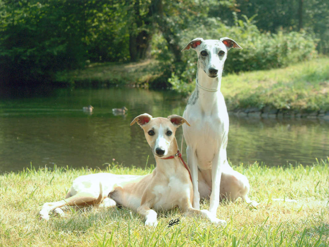 Lévrier Whippet Chiens Informations sur les races omlet