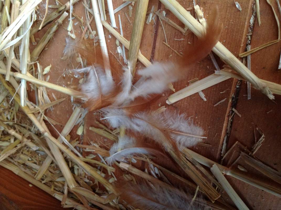 Comment Couper Les Plumes Des Poules Chute des plumes | La santé de vos poules | Poules | Guide | Omlet France