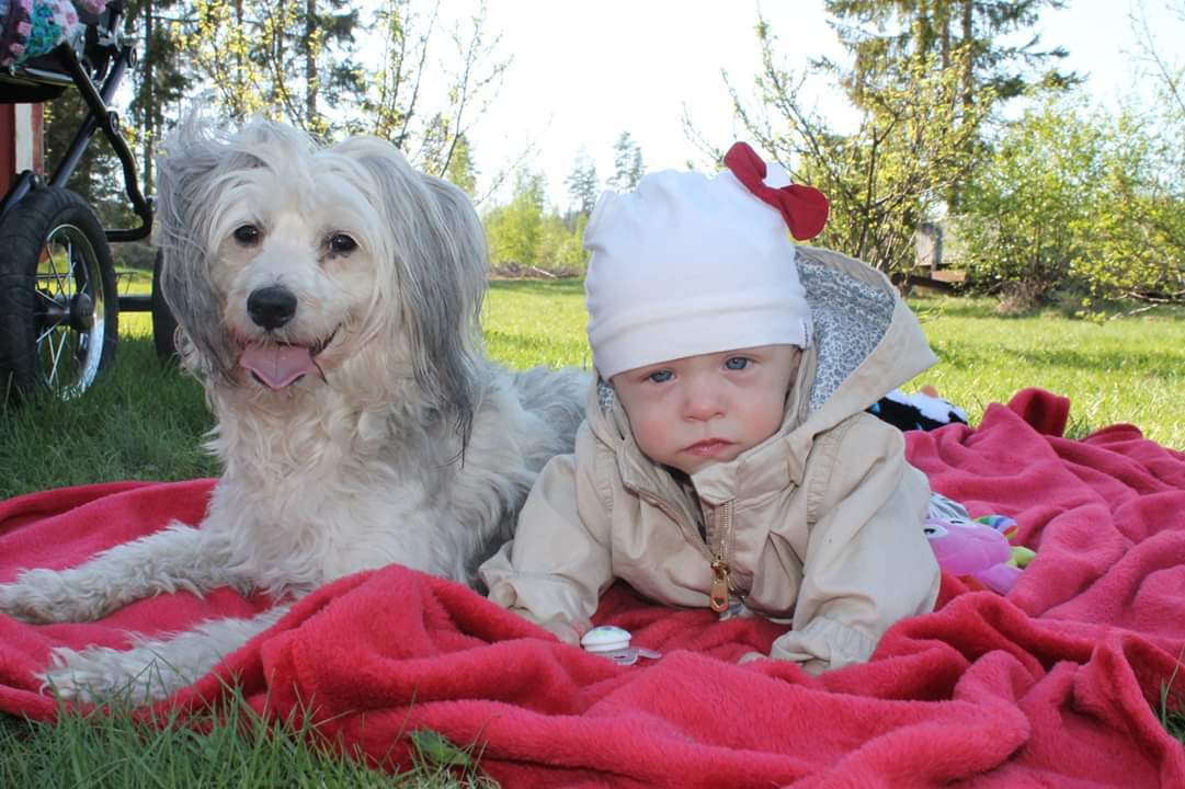 Chien chinois à crête  Chiens  Informations sur les races  Omlet