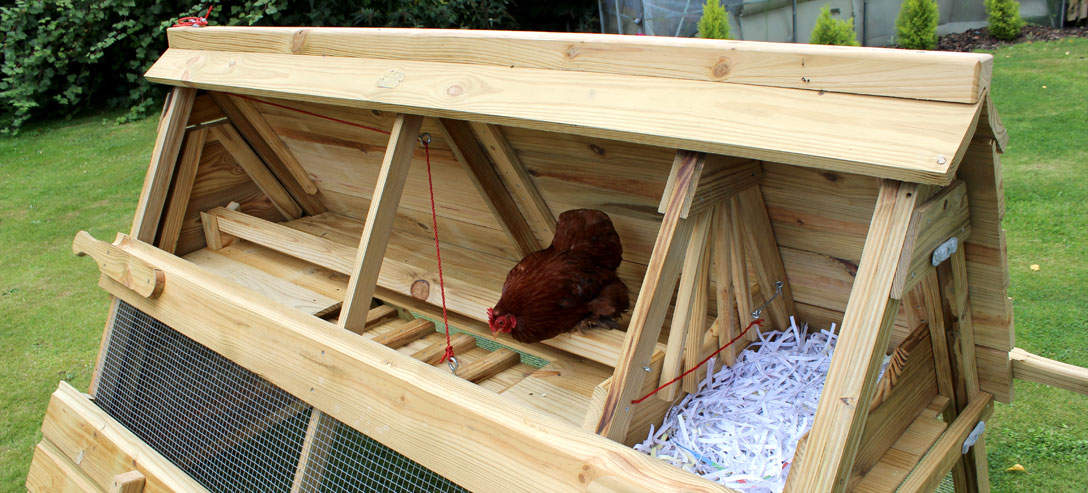 Boughton_chicken_coop_bantam_perching_on_roosting_bar_91d6a74c.jpg