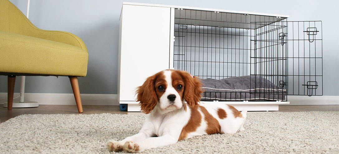 Dresser son chien avec une cage, Le chien et la cage, Chiens