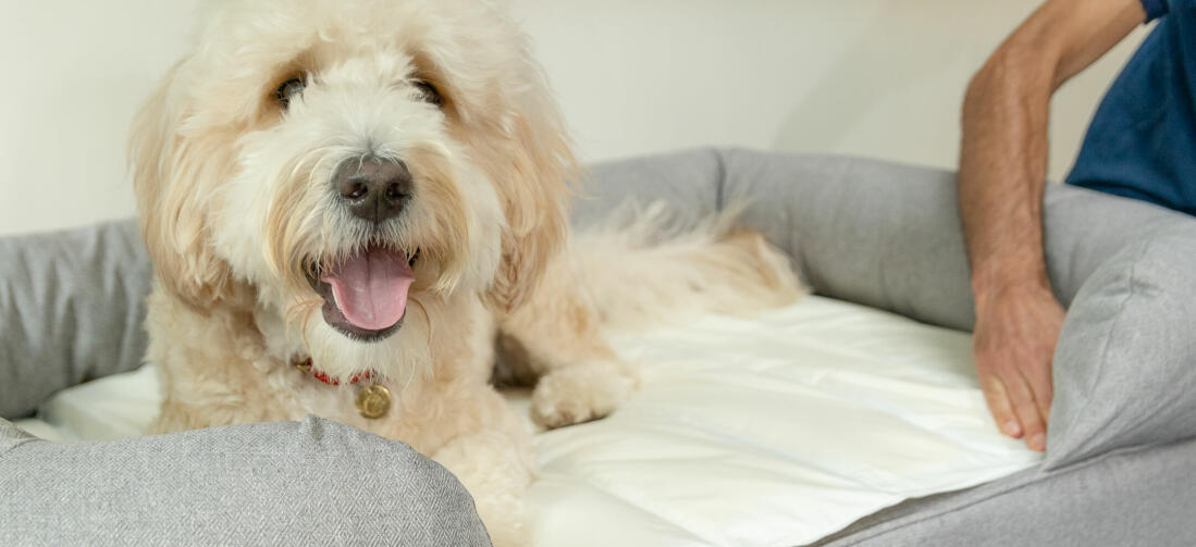 Le tapis rafraichissant de pointe placé dans ce lit Bolster de taille Medium garde Woody le goldendoodle au frais tout l’été.